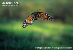 Monarch-butterfly-in-flight