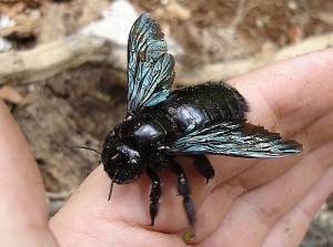 A friendly female Valley Carpenter Bee exploring a human hand.