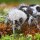 Creature Feature: Panda Ant