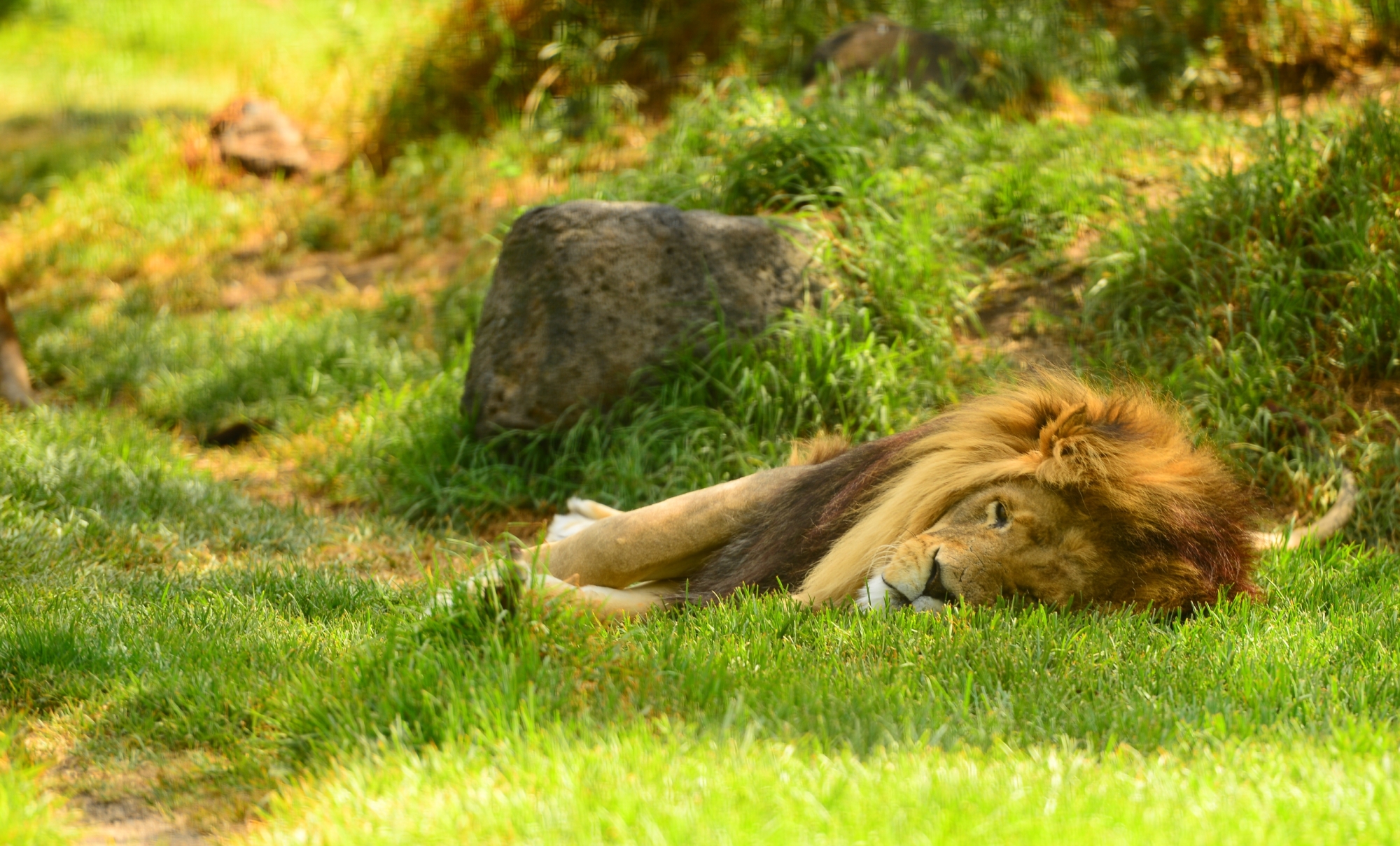 A lion sleep during the day. Спящие львы. Лев спящий. Слип со львом.