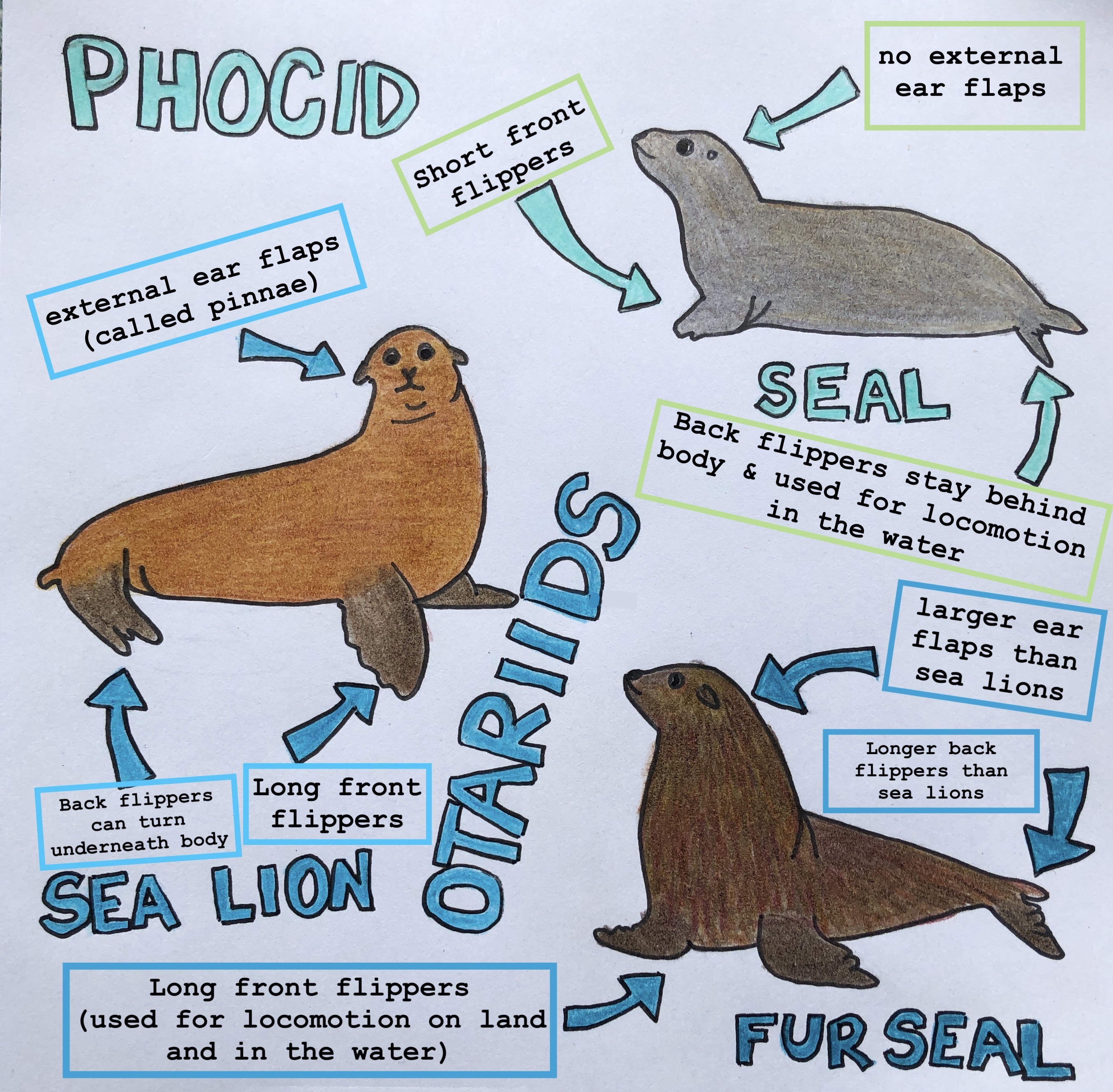 Ask A Scientist Fur Seals And Sea Lions
