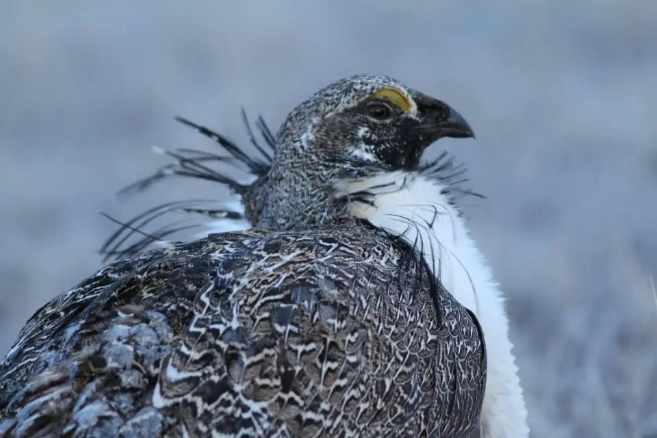 Picture shows an up close profile of a Greater sage-grouse