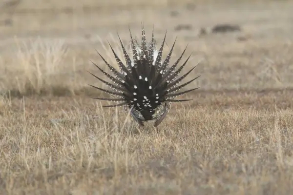 Image shows the fanned tail feathers of a Greater sage-grouse, where white markings on the feathers are unique to the individual.