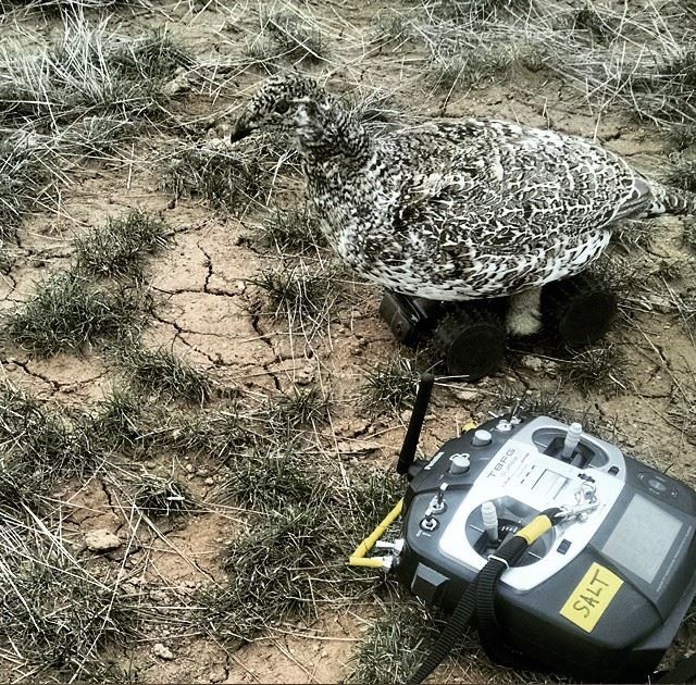 Image depicts a taxidermy Greater sage-grouse robot next to a remote controller.