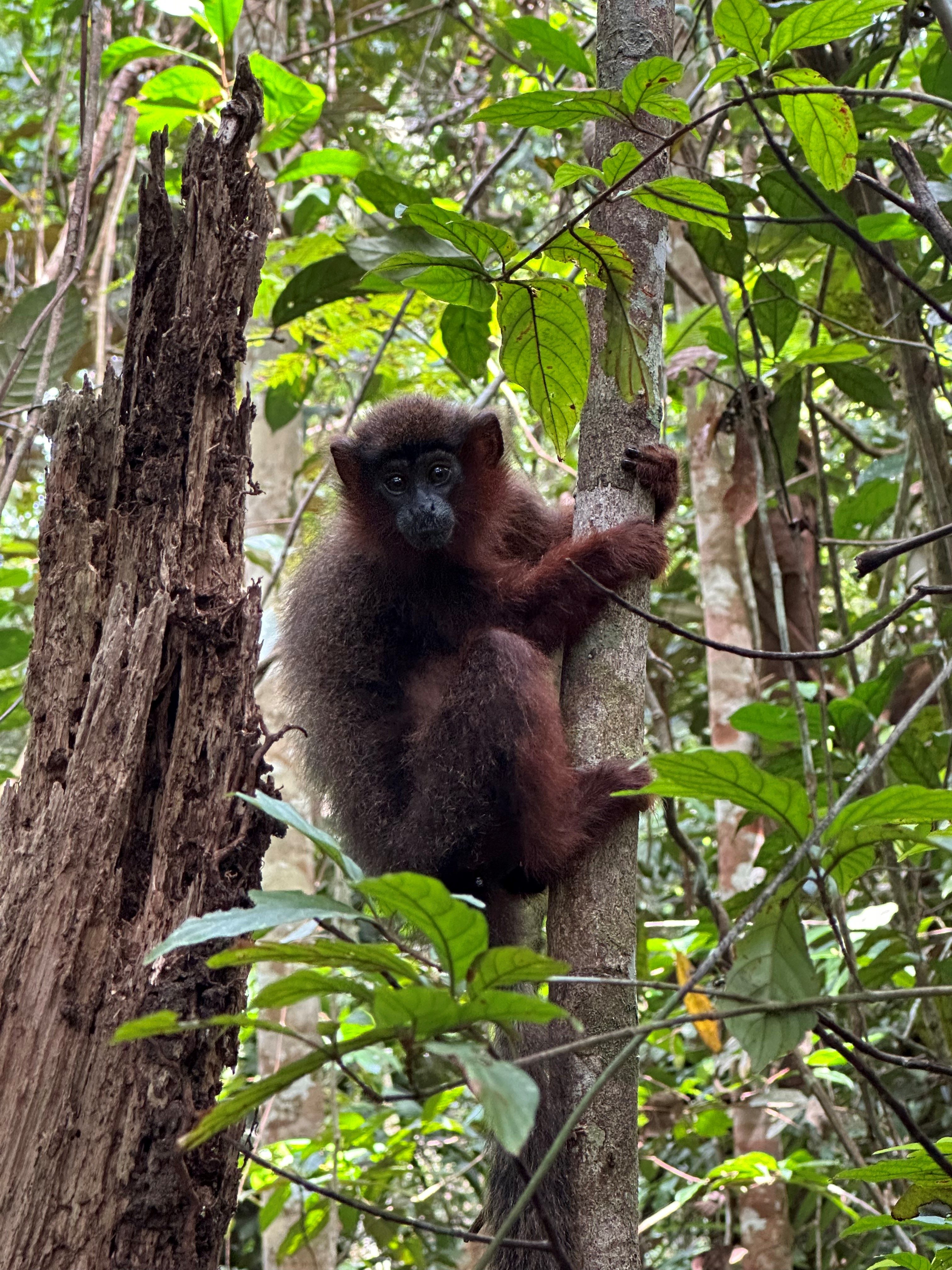Image shows a reddish brown juvenile titi monkey climbing a tree, looking toward the camera.