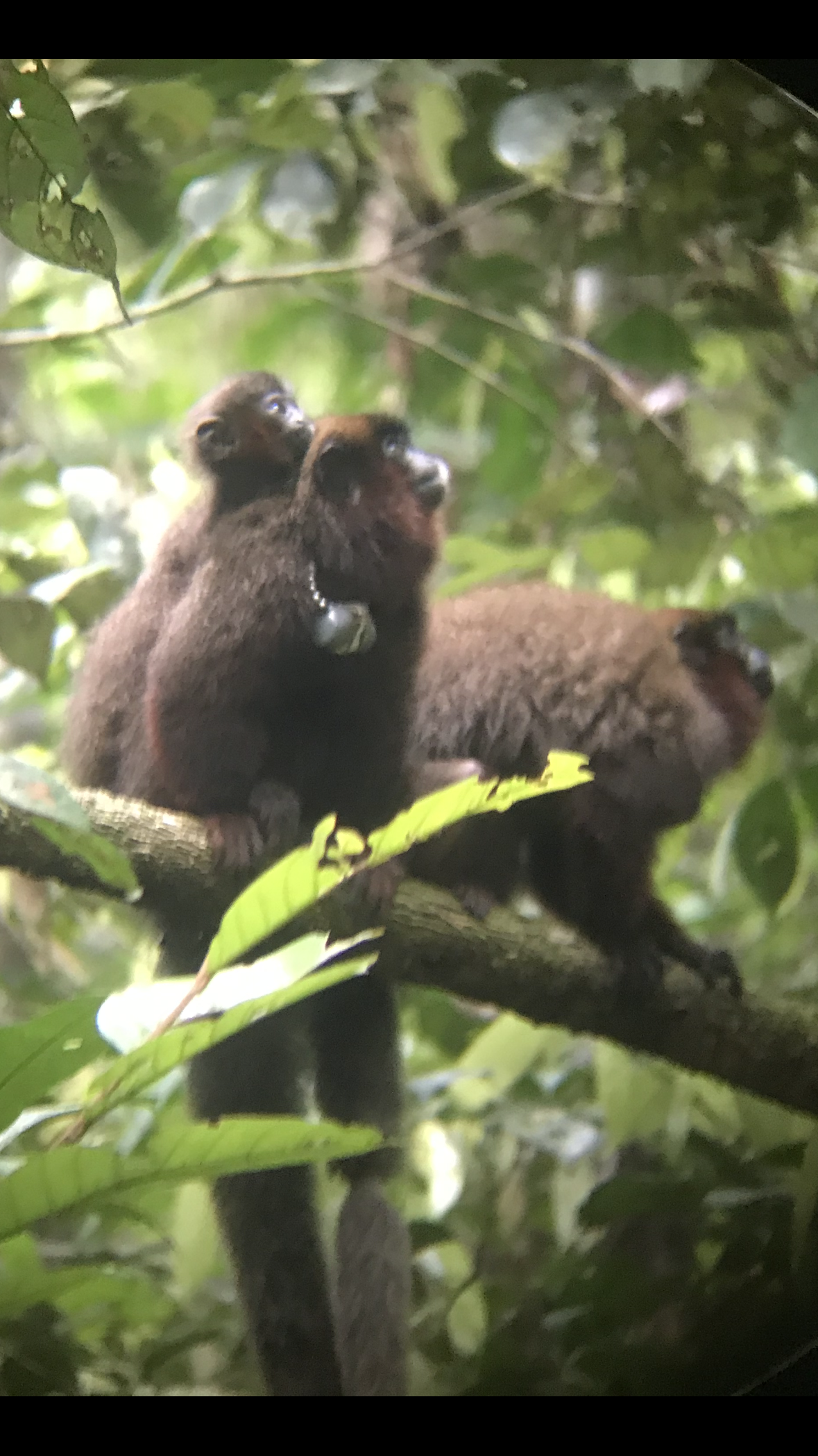 Image shows a family group of titi monkeys, perched on a branch in the tree canopy.